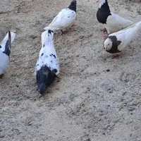 کبوتر در نقاب