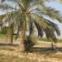 اگرمیخواهید نخلستان زیبا داشته باشیدبا ما