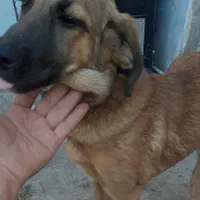 توله سرابی ماده و پیتبول نر
