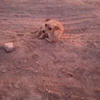 سگ پاپی