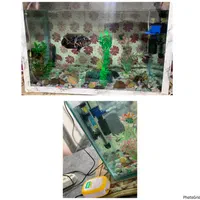 آکواریوم ماهی سالم
