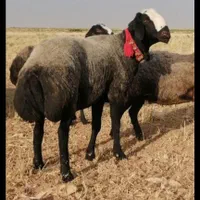 گوسفند گله قـوچ شـال