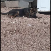 سگ نگهبان|سگ|کرمانشاه, |دیوار