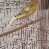 قناری نرو ماده