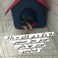 مشاوره تربیت و آموزش ، مربی و تعلیم دهنده تخصصی سگ|خدمات آموزشی|تهران, فدک|دیوار