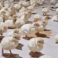جوجه ۱ روزه بوقلمون اصفهان