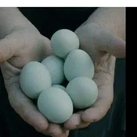 ارکانا (امروکانا) تخم ابی|حیوانات مزرعه|فردیس, فردیس|دیوار