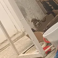 پرنده بلدرچین