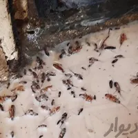 سمپاشی تخصصی ساس سوسک با تضمین سم پاشی در یک مرحله