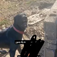 حیوان نگهبان نرماده|سگ|مشهد, رسالت|دیوار