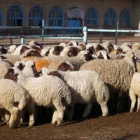 گوسفند داری زنده دامپروری اطمینان با کیفیت|حیوانات مزرعه|کرج, شهرک یاس جنوبی|دیوار