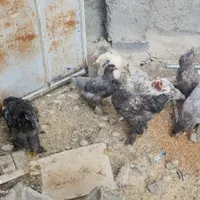 فروش خروس و مرغ و جوجه و تخم مرغ برهما|حیوانات مزرعه|تبریز, |دیوار