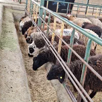 گوسفند فردیس، بنفشه ،۱۱۰،شهرک ناز،وحدت زنده|حیوانات مزرعه|کرج, شهرک بنفشه|دیوار