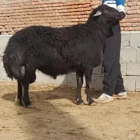 +گوسفند گوشتی شهرداری .غرب شمال.شرق تهران زنده