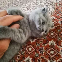 توله گربه ی اسکاتیش