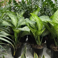 دیفن باخیا تنه درختی پر برگ|گل و گیاه طبیعی|بندرعباس, |دیوار