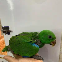 پرنده سرلاکی طوطی سرلاکی