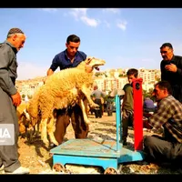 30٪ آف ویژه عیدقُربان/گوسفند زنده بضمانت نصفه گوشت|حیوانات مزرعه|تهران, نازی‌آباد|دیوار