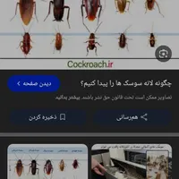 سمپاشی سم پاشی ساس سوسک نانو 100%تضمینی ککمورچه|خدمات نظافت|گرگان, |دیوار