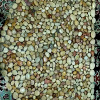 پادری زیبا