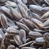 تخمه های خارجی ایرانی و بساطی|خوردنی و آشامیدنی|تهران, سجاد|دیوار