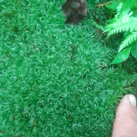 فروش خزه طبیعی وجنگلی سبز تازه چین