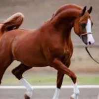 معاوضه و خرید اسب نریان یا مادیان