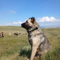 واگذاری سگ سرابی|سگ|اردبیل, |دیوار