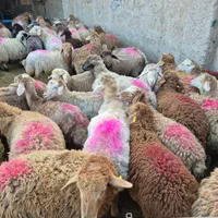 امکان خرید تلفنی گوسفند زنده و حضوری مرکز فروش