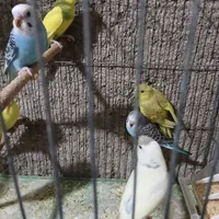 پرنده  فنچ ومرغ عشق