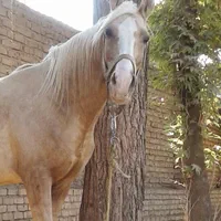 اسب ترکمن سمند یال و دم شسته|اسب و تجهیزات اسب‌سواری|تهران, آرژانتین|دیوار