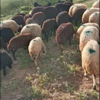 دام زنده ی کردستان|حیوانات مزرعه|کرج, شهرک یاس جنوبی|دیوار