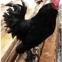 مرغ وخروس سیاه جهت قربانی حضوری اینترتی|حیوانات مزرعه|تهران, جنت‌آباد شمالی|دیوار