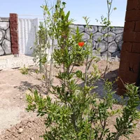 فروش باغچه/معاوضه