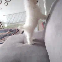 پامر روباهی اصل