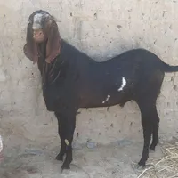 نربزپنجاپ‌جوان‌‌هیکل‌درشت‌برای‌مالداری‌بسیارعالی|حیوانات مزرعه|سراوان, |دیوار