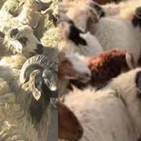 بره گوسفند زنده بومی|عمدهفروشی|شاهینشهر, شهرک گلدیس|دیوار