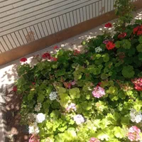باغبانی حرفه‌ای تعویض خاک تشخیص جهت   ضعیفی  گیاه|خدمات باغبانی و درختکاری|شیراز, قدوسی غربی|دیوار