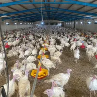 استخدام کار گر مرغداری پرورش بوقلمون