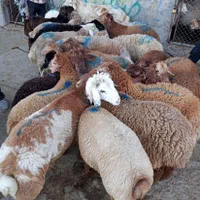 گوسفند مغان بیجار بجنورد افشار کردستان زنده باقصاب|حیوانات مزرعه|کرج, کیانمهر|دیوار