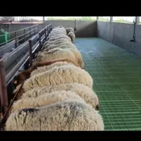 بره بزغاله شیشک گوساله باضبح و قربانی رایگان درمحل|حیوانات مزرعه|گلپایگان, |دیوار