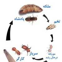 سمپاشی موریانه.سم پاشی سوسک و کنه باضمانت|خدمات نظافت|سنندج, |دیوار