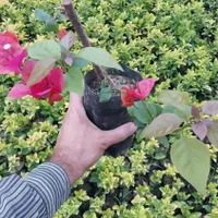شمشاد طلایی ، پاپیتال ، یال اسبی ، گل کاغذی|گل و گیاه طبیعی|رشت, فلسطین|دیوار