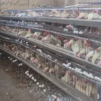 فروش گله مرغ لگهورن تخمگذار سفید در شهریار|حیوانات مزرعه|تهران, سعادت‌آباد|دیوار