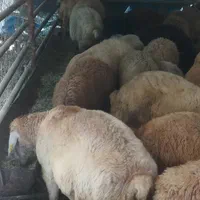 کاروانسرای بزرگ گوسفند غرب تهران زنده فروش معتبر|حیوانات مزرعه|تهران, فرحزاد|دیوار