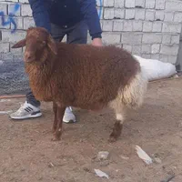 فروش گوسفند زنده