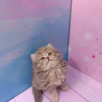 بچه گربه های خوجل موجل|گربه|کرج, باغستان|دیوار