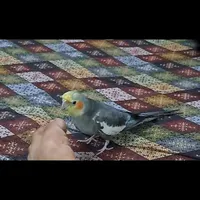 یک عدد عروس هلندی گم شده|حیوانات|امیدیه, |دیوار