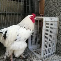 خروس برهما و مرغ برهما|پرنده|بهشهر, |دیوار