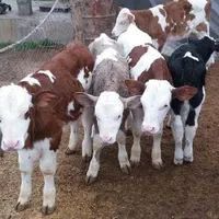 فروش گوساله سمینتال هلشتاین اصیل نرماده|حیوانات مزرعه|بندر ترکمن, |دیوار